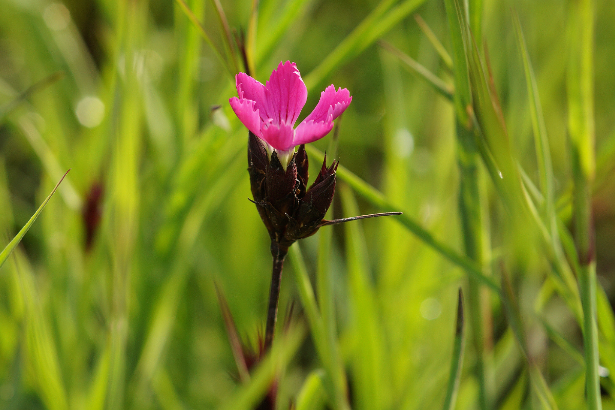 Dianthus carthusianorum - Kartäusernelke