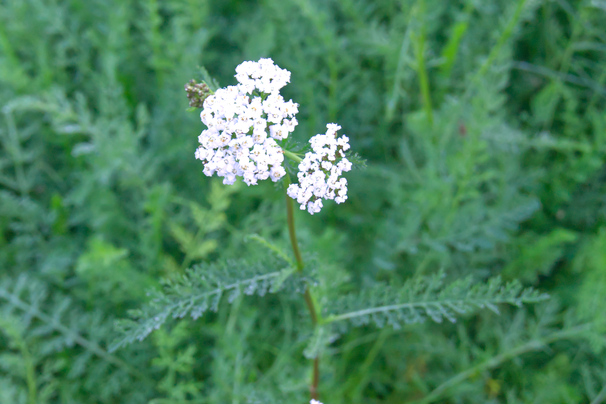 Achillea millefolium
