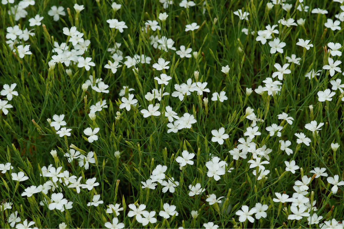 Dianthus deltoides 'Albus' - Heidenelke