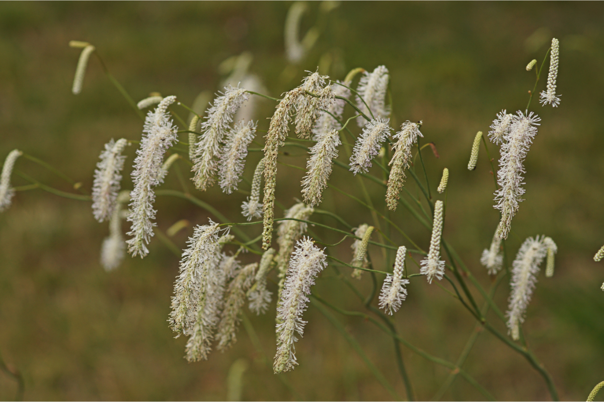Sanguisorba tenuifolia 'Alba'