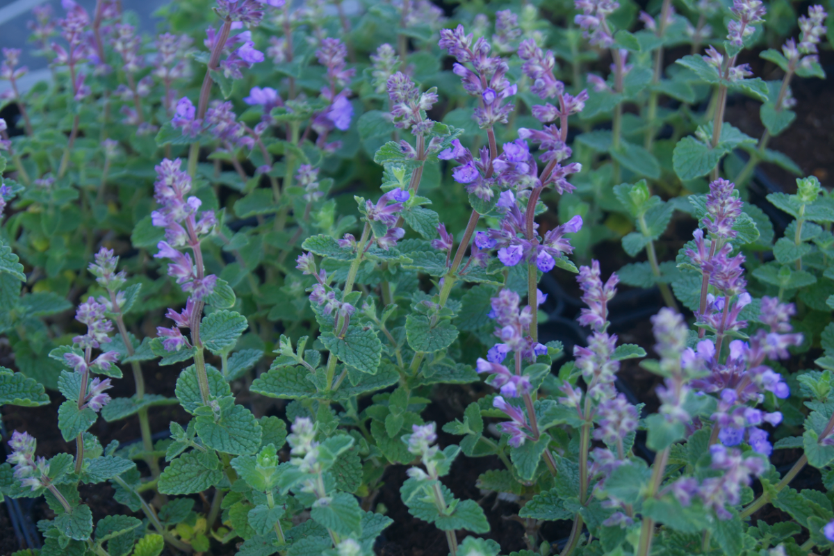 Nepeta x faassenii 'Cat's Pajamas' (R) - Katzenminze