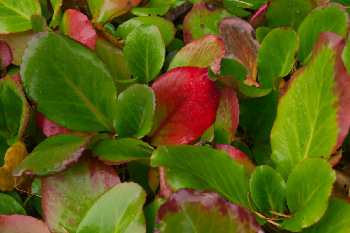 Bergenia cordifolia 'Winterglut' gen.