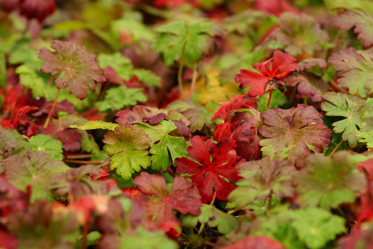 Geranium x cantabrigiense 'Biokovo'