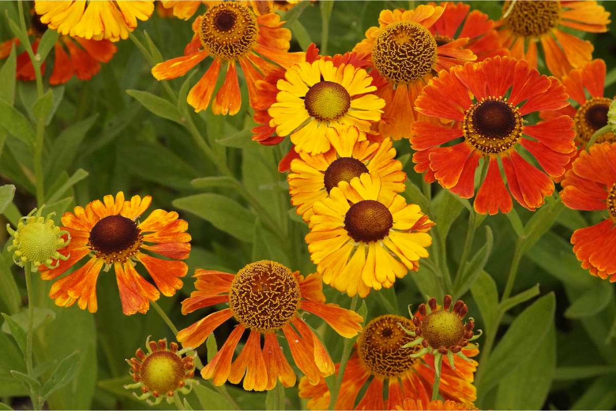 Helenium Hybride 'Waltraud' - Sonnenbraut