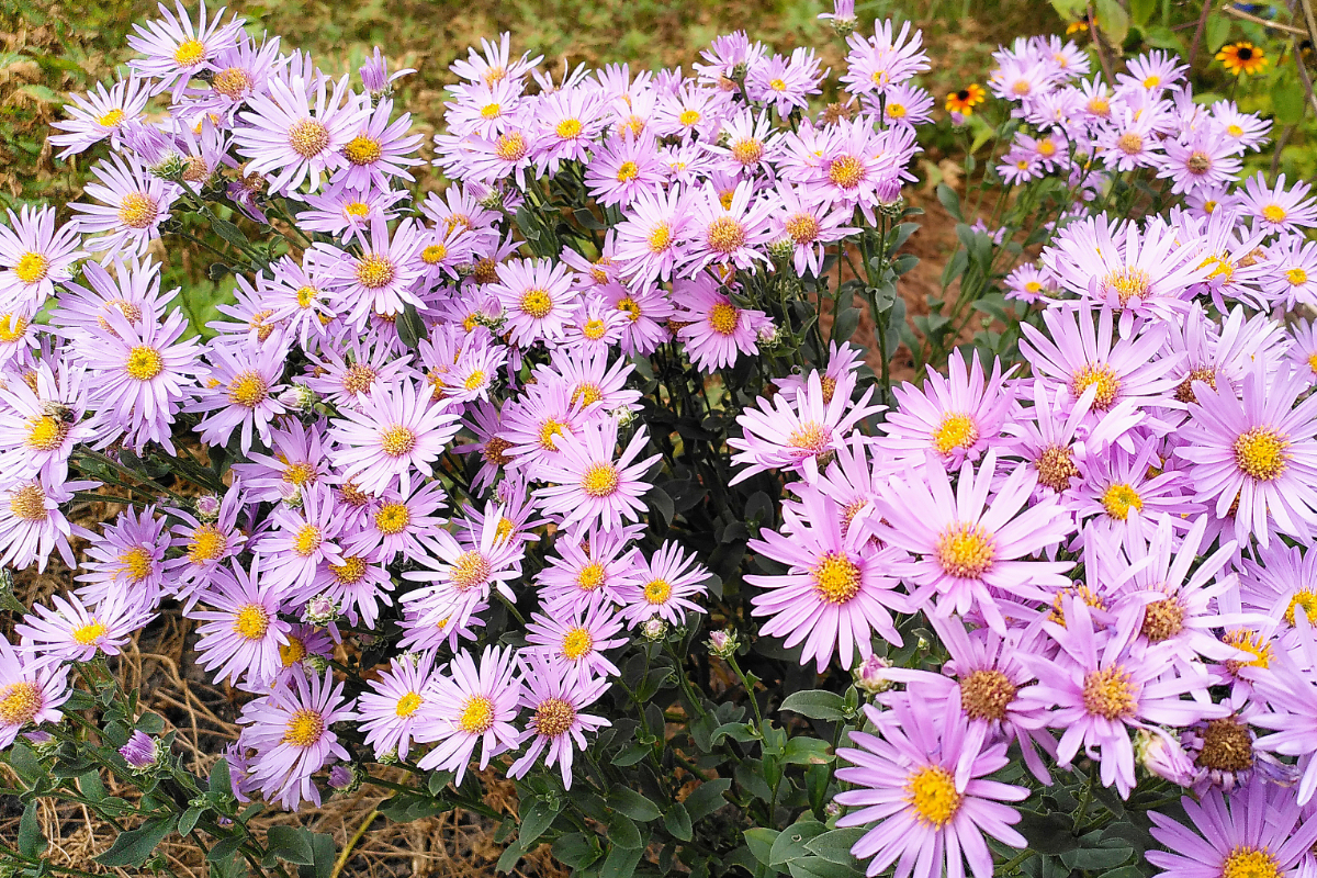 Aster amellus 'Rosa Erfüllung' - Sommeraster, Bergaster