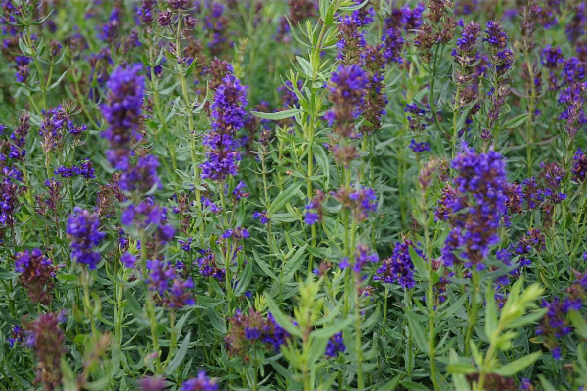 Hyssopus officinalis - Apotheker-Ysop