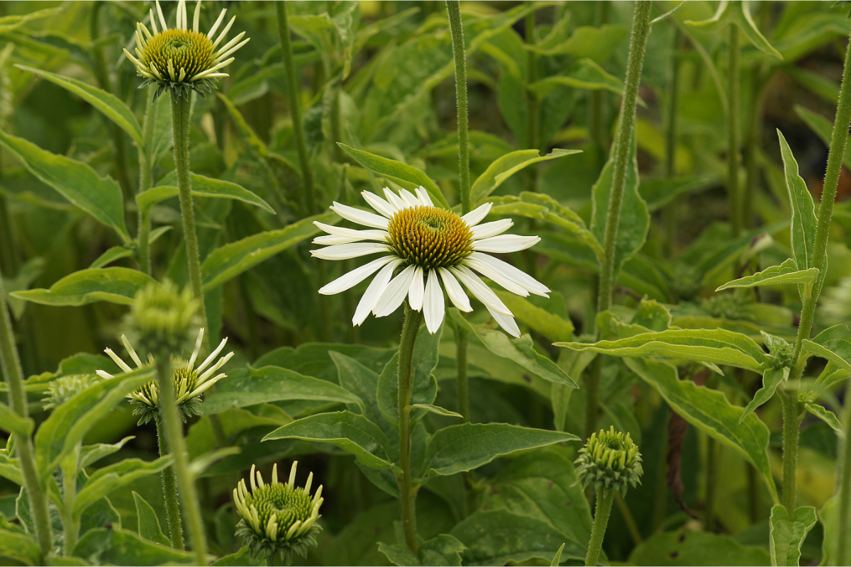 Echinacea purpurea 'Alba'