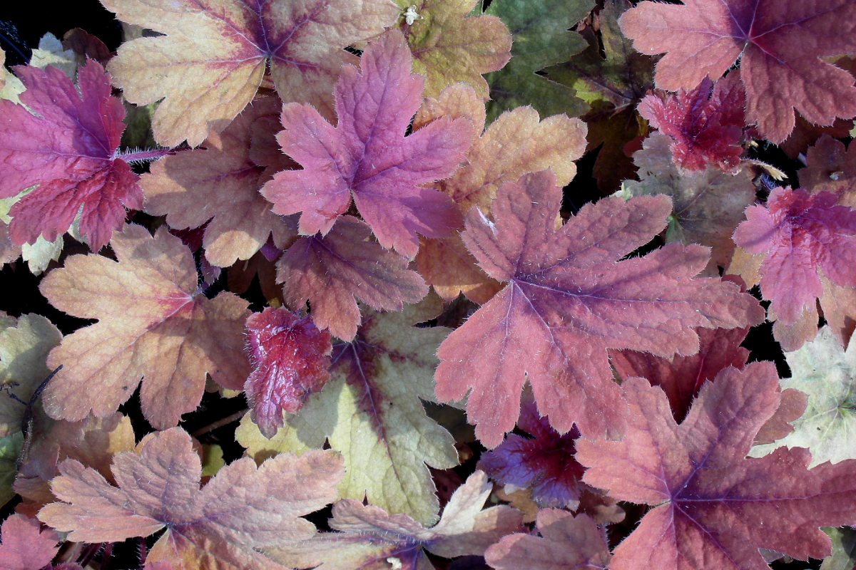 Heucherella Hybride 'Sweet Tea'