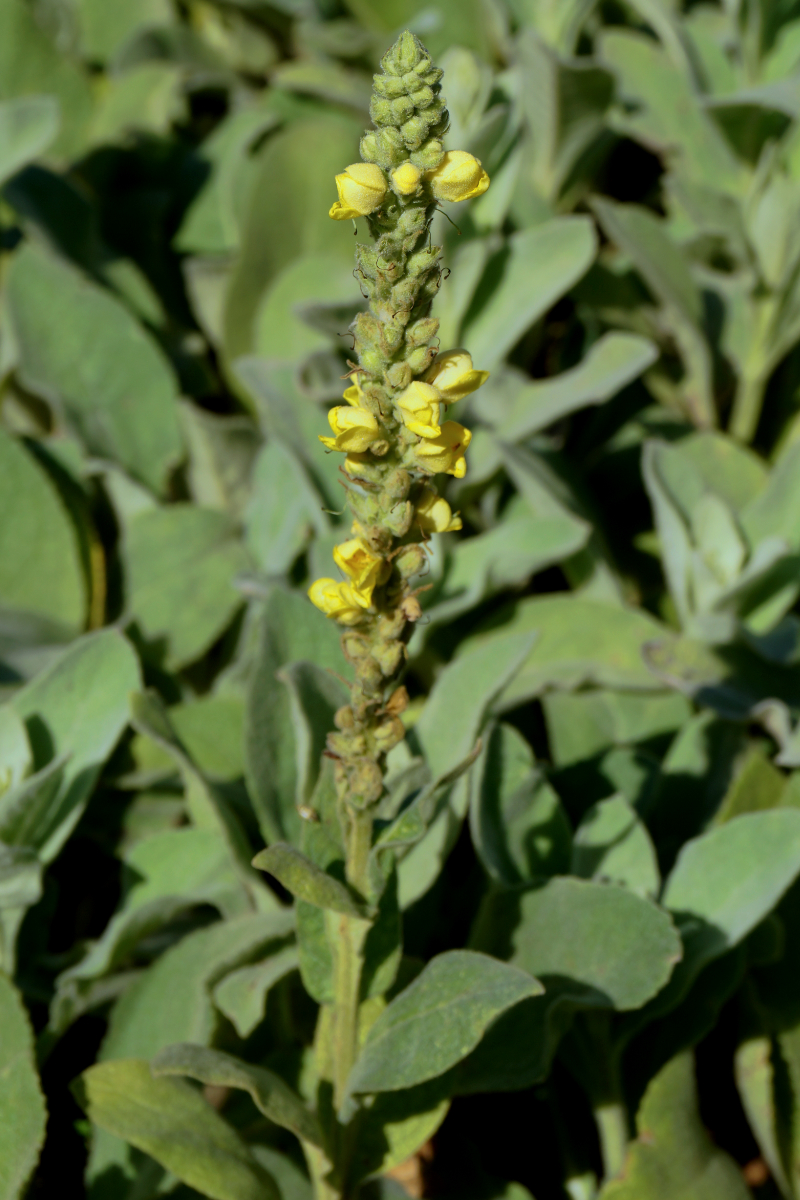 Verbascum bombyciferum ('Polarsommer') - Seidige Königskerze