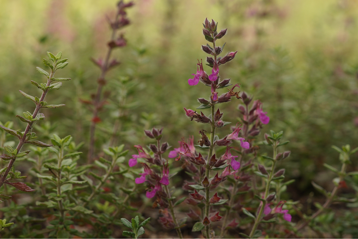 Teucrium x lucidrys (chamaedrys hort.) - Gamander