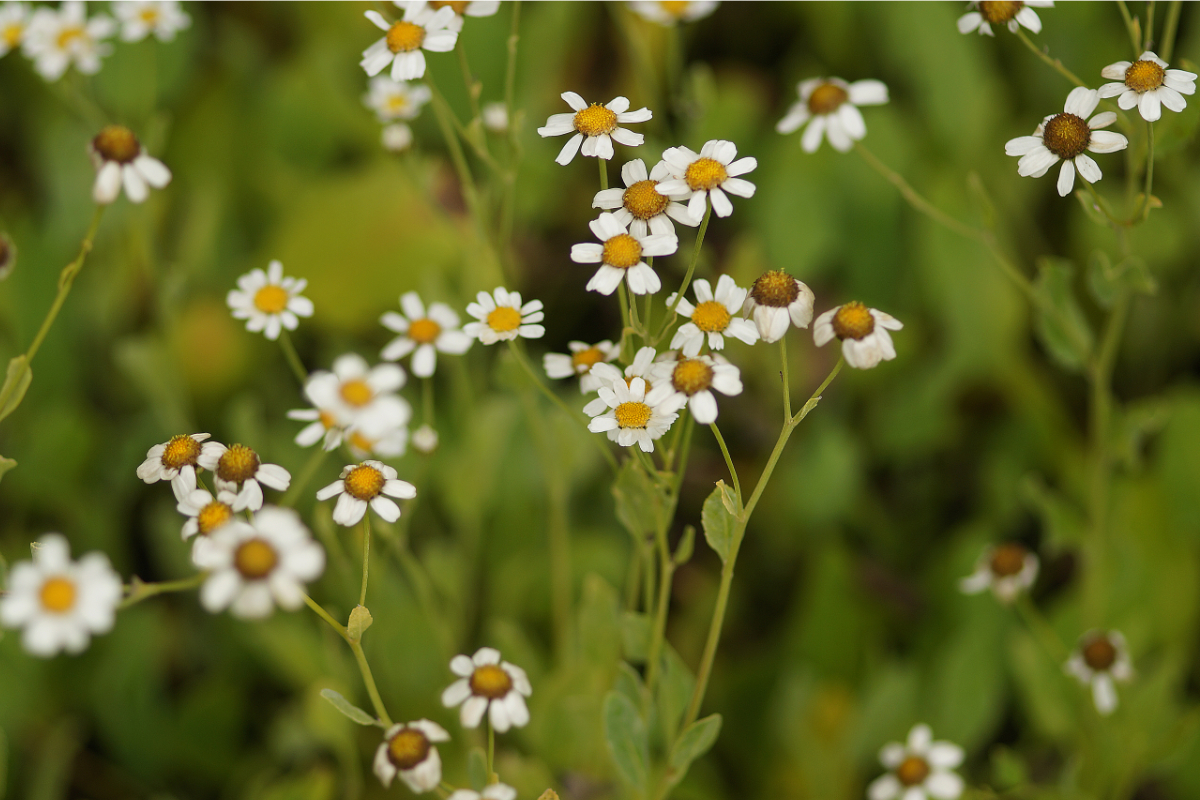 Tanacetum balsamita - Marienblatt, Balsamkraut, Frauenminze, Gebetsbuchpfla