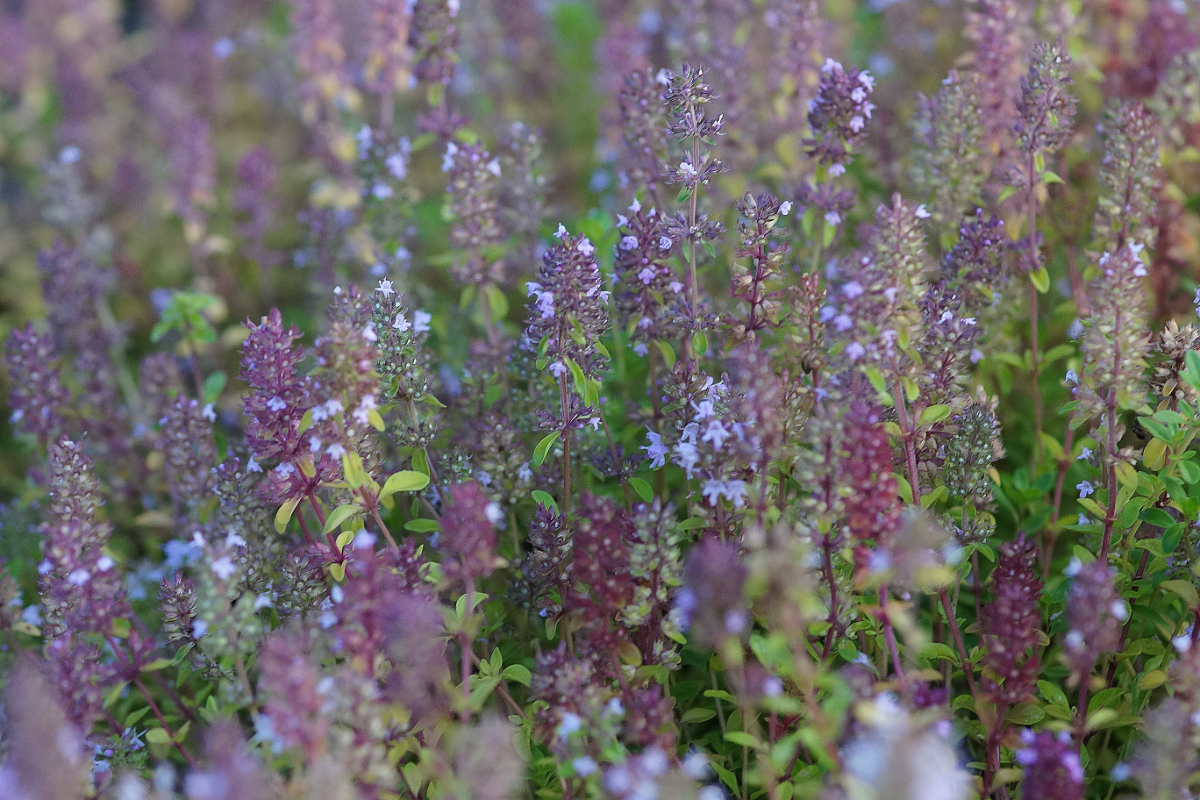 Thymus pulegioides