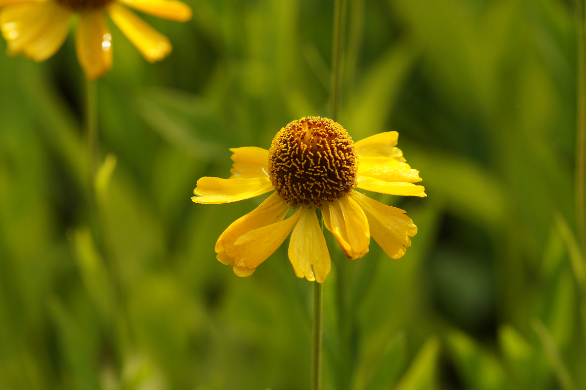 Helenium Hybride 'Wesergold'