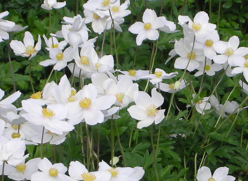 Mischung Sommerwind