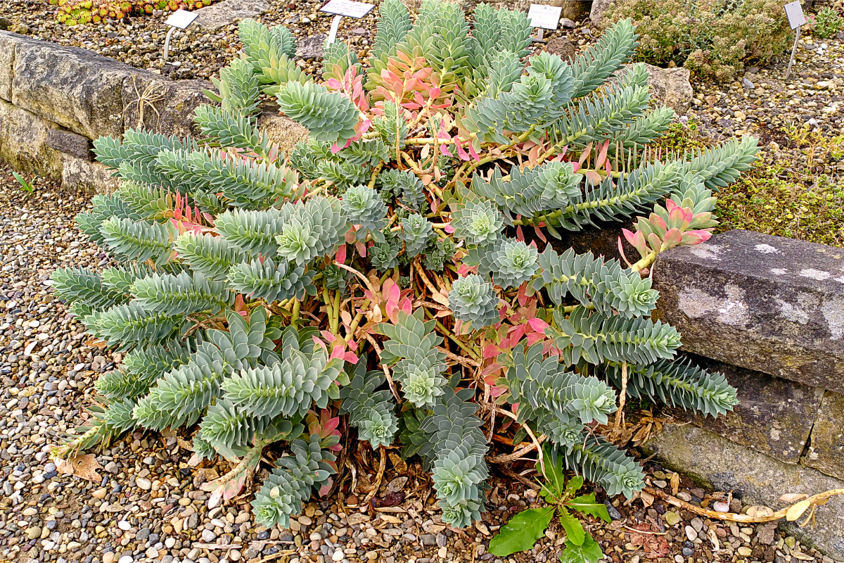 Euphorbia myrsinites