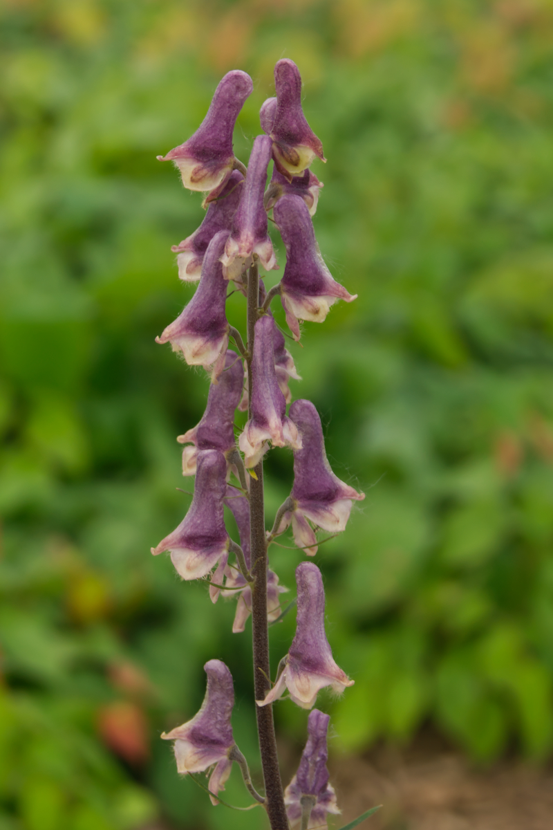 Aconitum 'Purple Sparrow' - Eisenhut