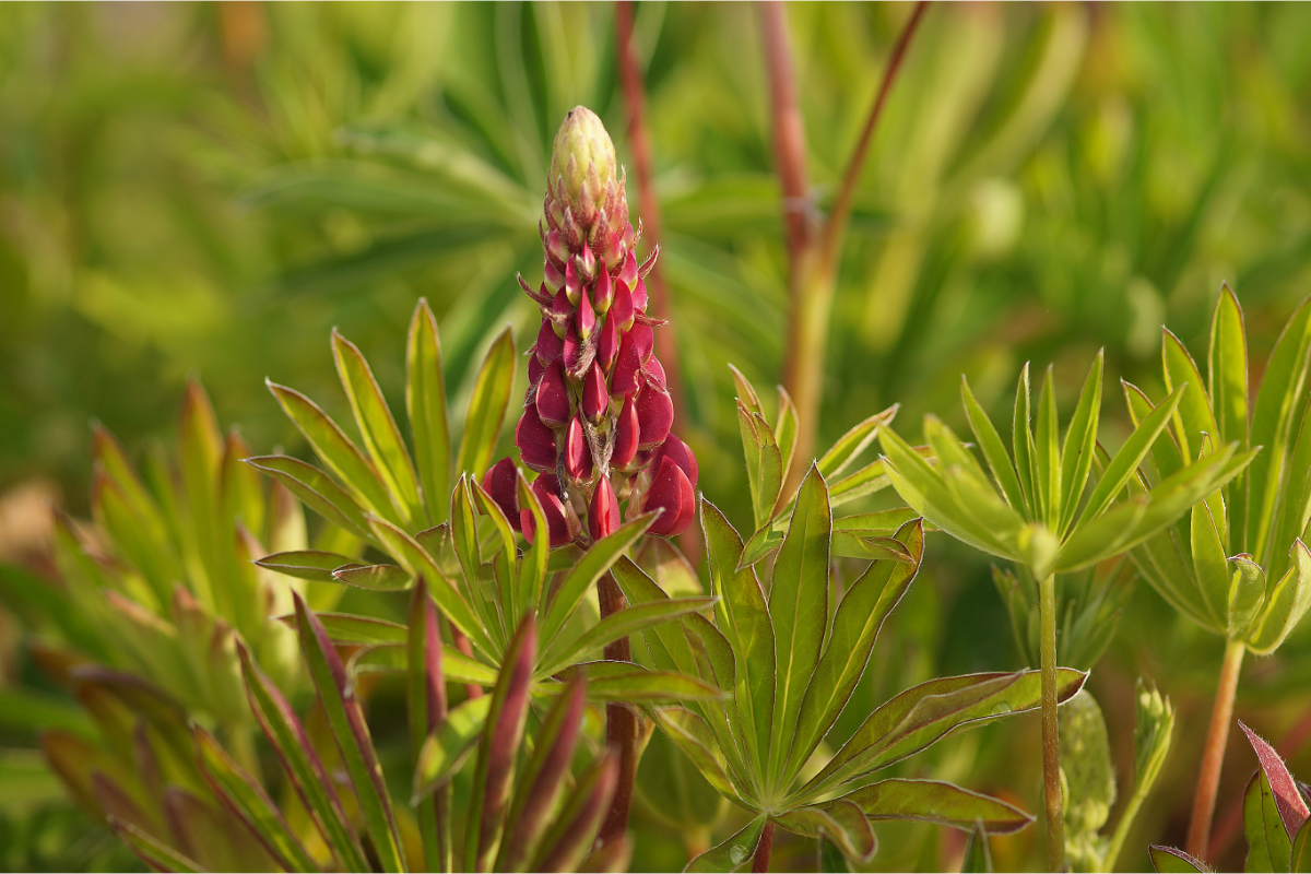 Lupinus Polyphyllus-Hybr. 'Mein Schloß'