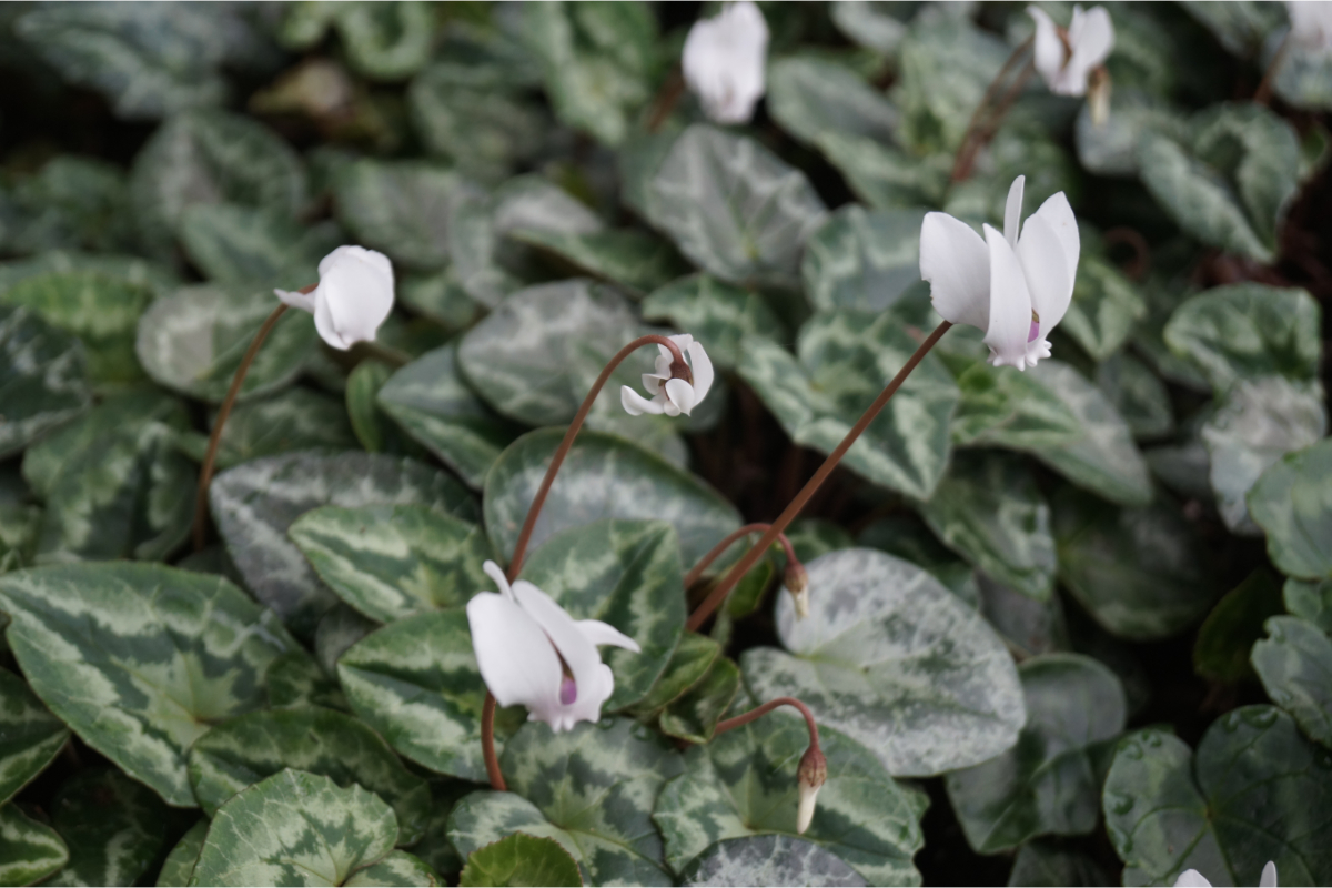 Cyclamen hederifolium 'Perlenteppich'