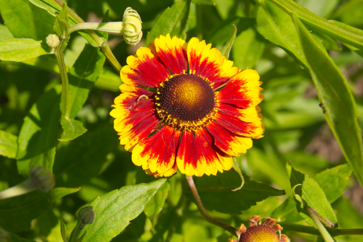 Helenium Hybride 'Biedermeier' - Sonnenbraut