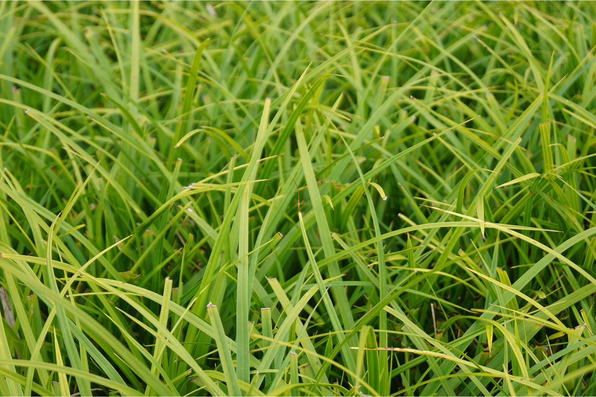 Carex morrowii - Japansegge