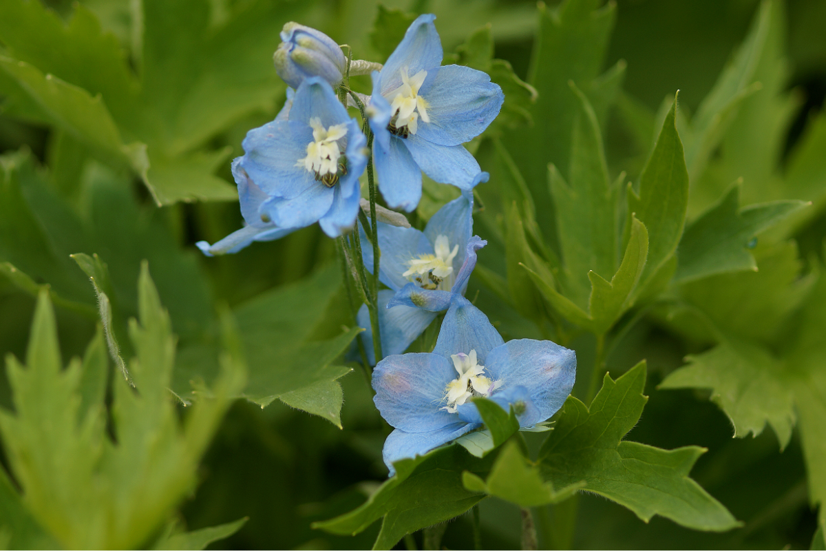 Delphinium Elatum-Hybr. 'Sommerwind' - Hoher Garten-Rittersporn