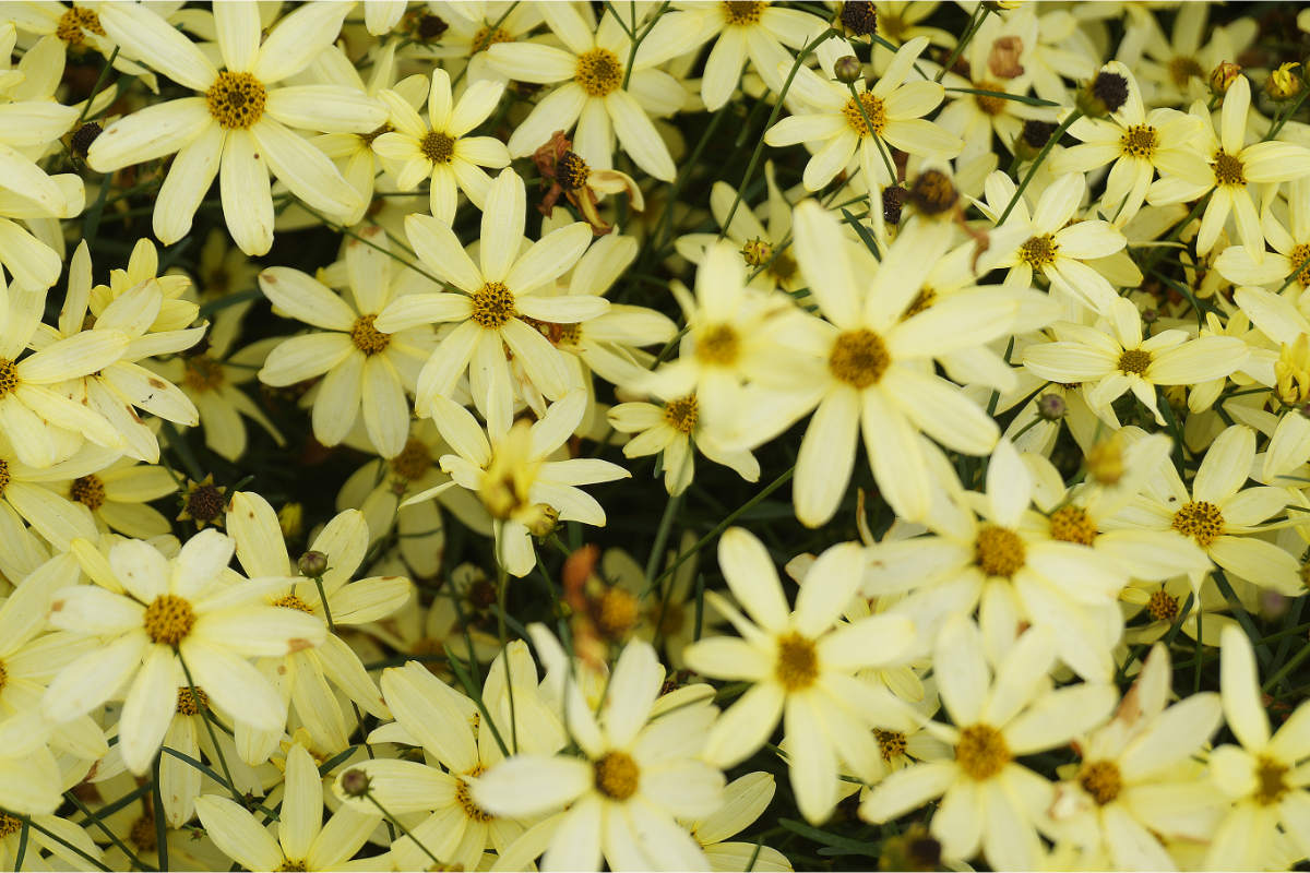Coreopsis verticillata 'Moonbeam'