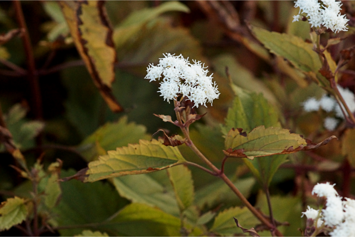 Eupatorium rugosum 'Chocolate'