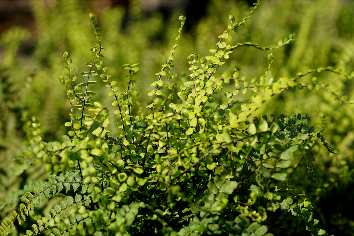 Asplenium trichomanes gen. - Braunstieliger Streifen-Farn