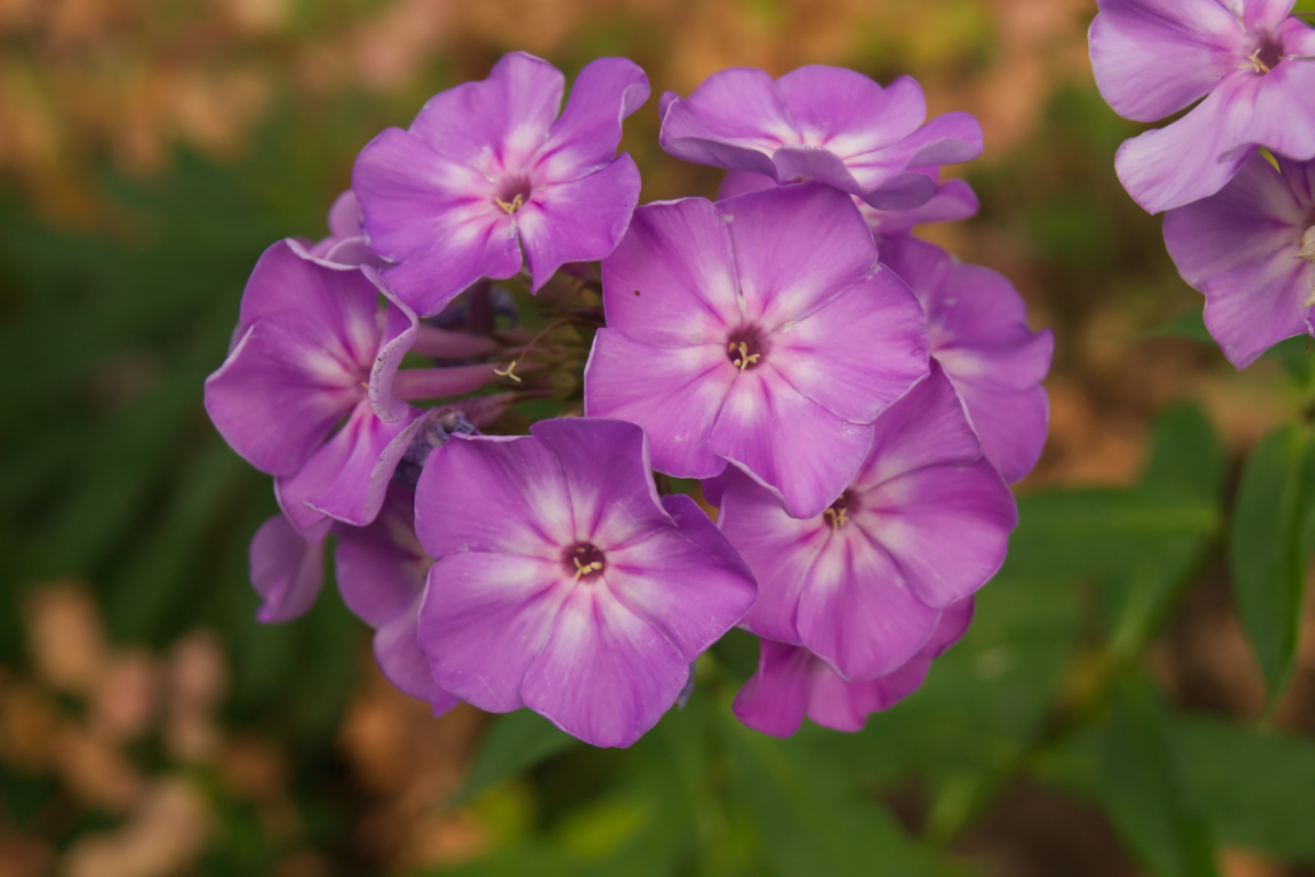Phlox Paniculata-Hybr. 'Blue Boy'