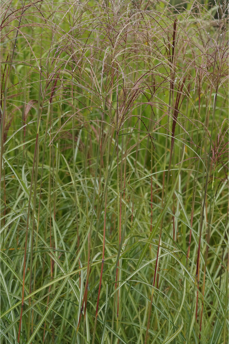 Miscanthus sinensis 'Malepartus' - Chinaschilf