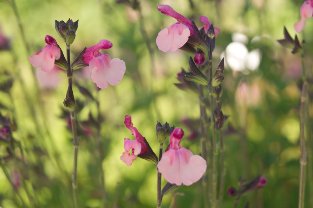 Salvia greggii 'Dancing Dolls'