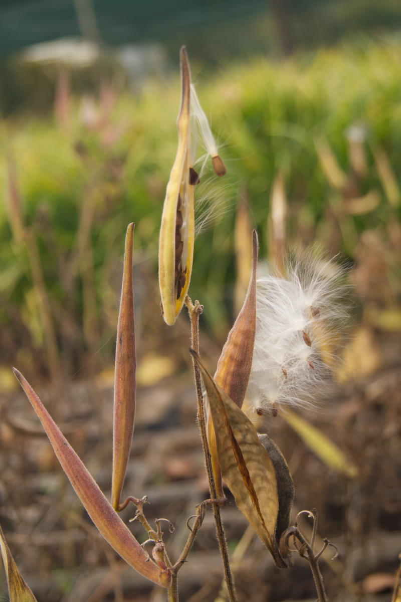 Asclepias tuberosa