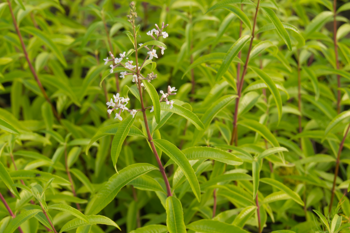 Lippia citriodora (Aloysia triphylla)