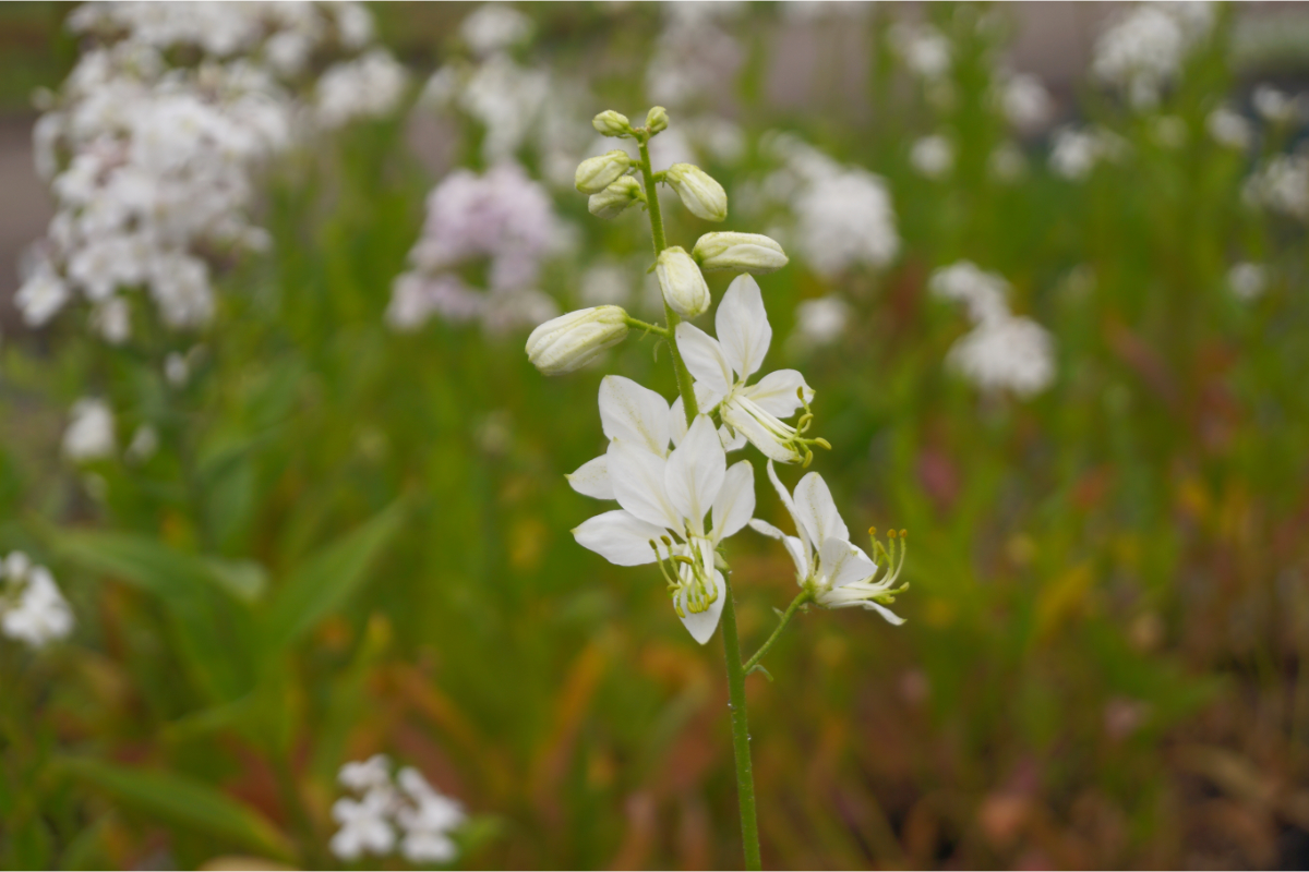 Dictamnus albus 'Albiflorus'