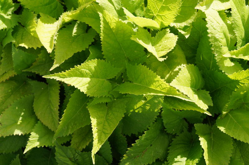 Salvia glutinosa