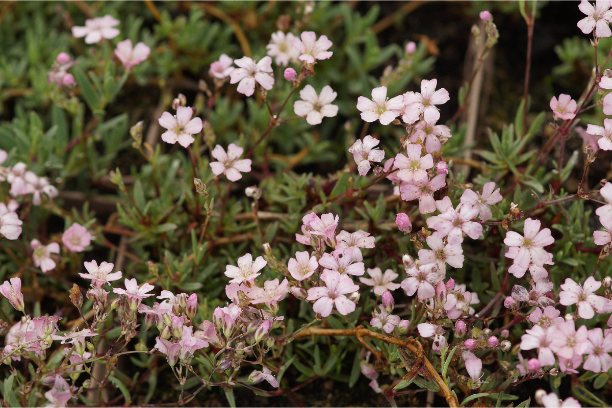 Gypsophila repens 'Rosea'