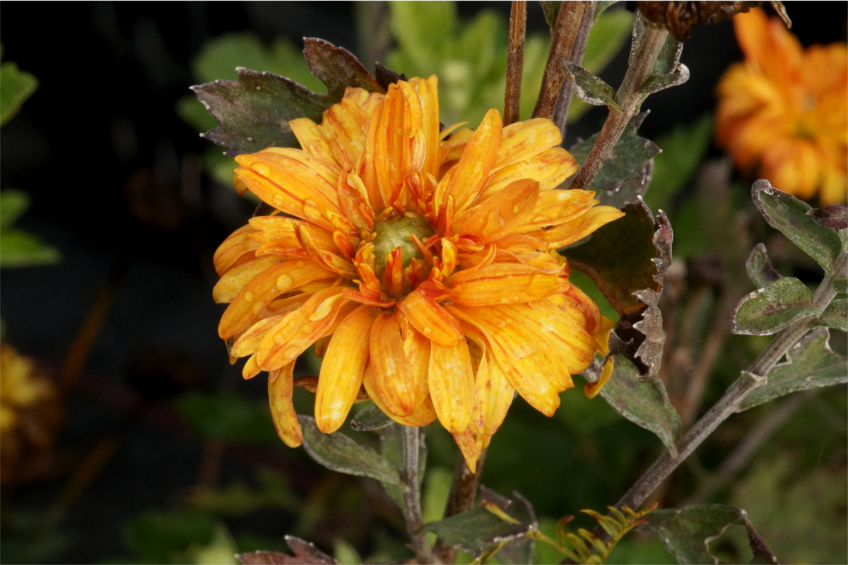 Chrysanthemum x hortorum 'Cydonia' - Winteraster