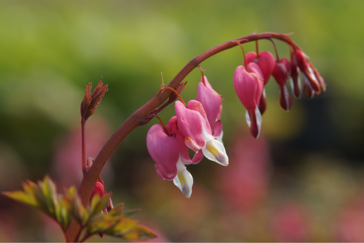 Dicentra spectabilis - Herzblume, Tränendes Herz