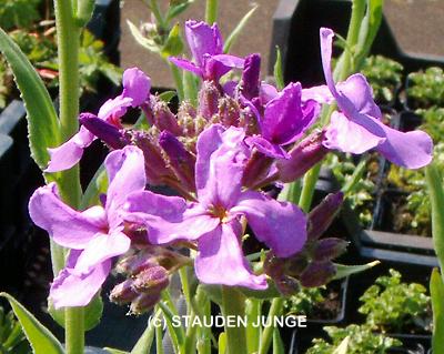 Hesperis matronalis