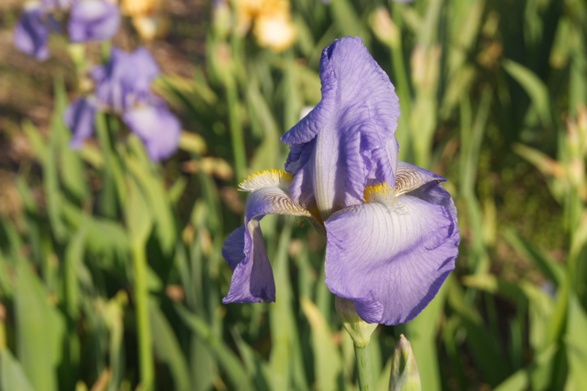 Iris barbata-elatior 'Springtime Madonna' - Hohe Bartschwertlilie