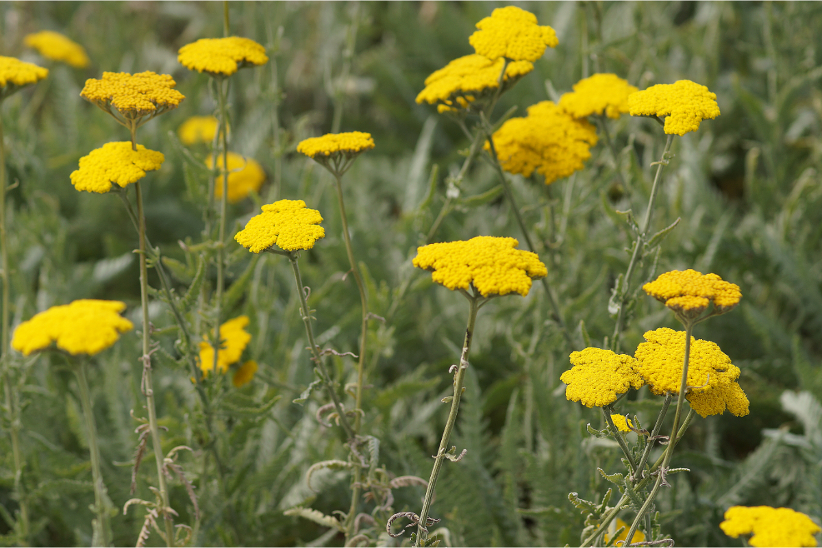 Achillea Filipendulina-Hybr. 'Coronation Gold'