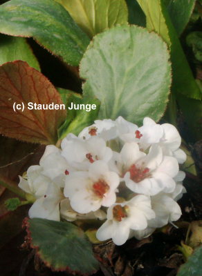 Bergenia Hybride 'Silberlicht' - Bergenie