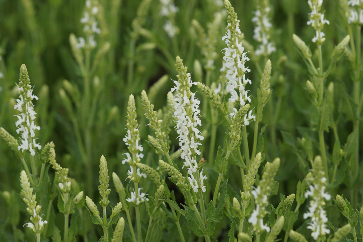 Salvia nemorosa 'Adrian' ('Schneehügel') - Sommer-Gartensalbei