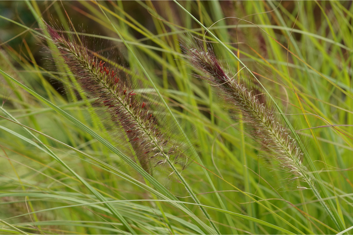 Pennisetum alupecuroides'Cassian' - Lampenputzergras