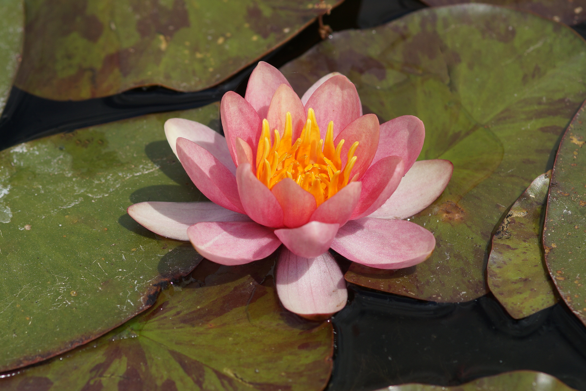 Nymphaea Hybride 'Chrysantha' ('Graciella') - Seerose