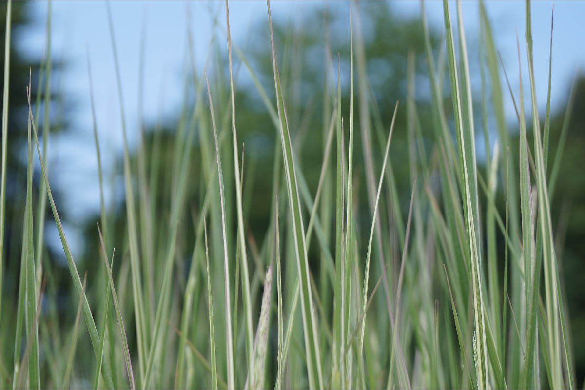 Calamagrostis acutiflora 'Overdam'