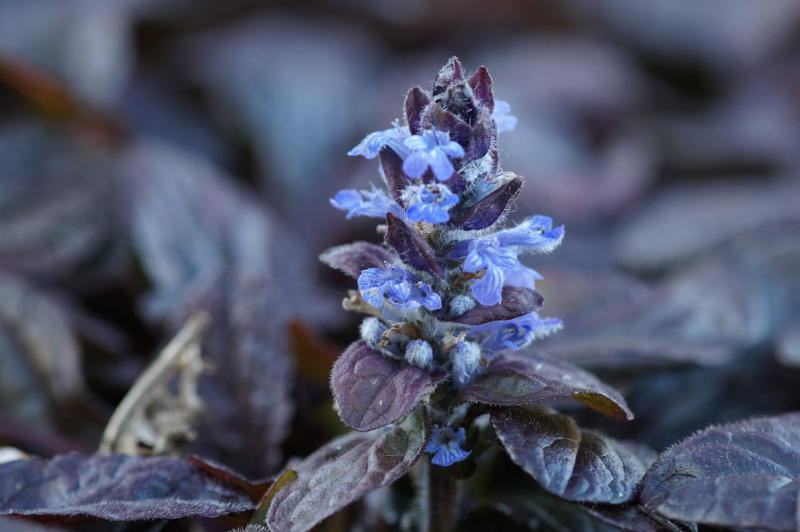 Ajuga reptans 'Braunherz'
