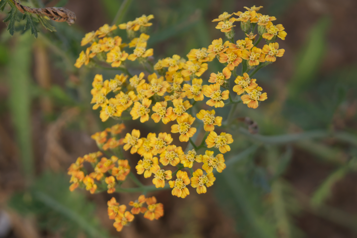 Achillea Millefolium-Hybr. 'Terracotta'