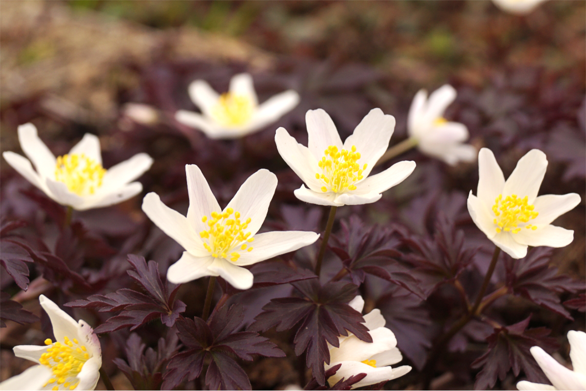 Anemone nemorosa 'Deisterglut' - Buschwindröschen