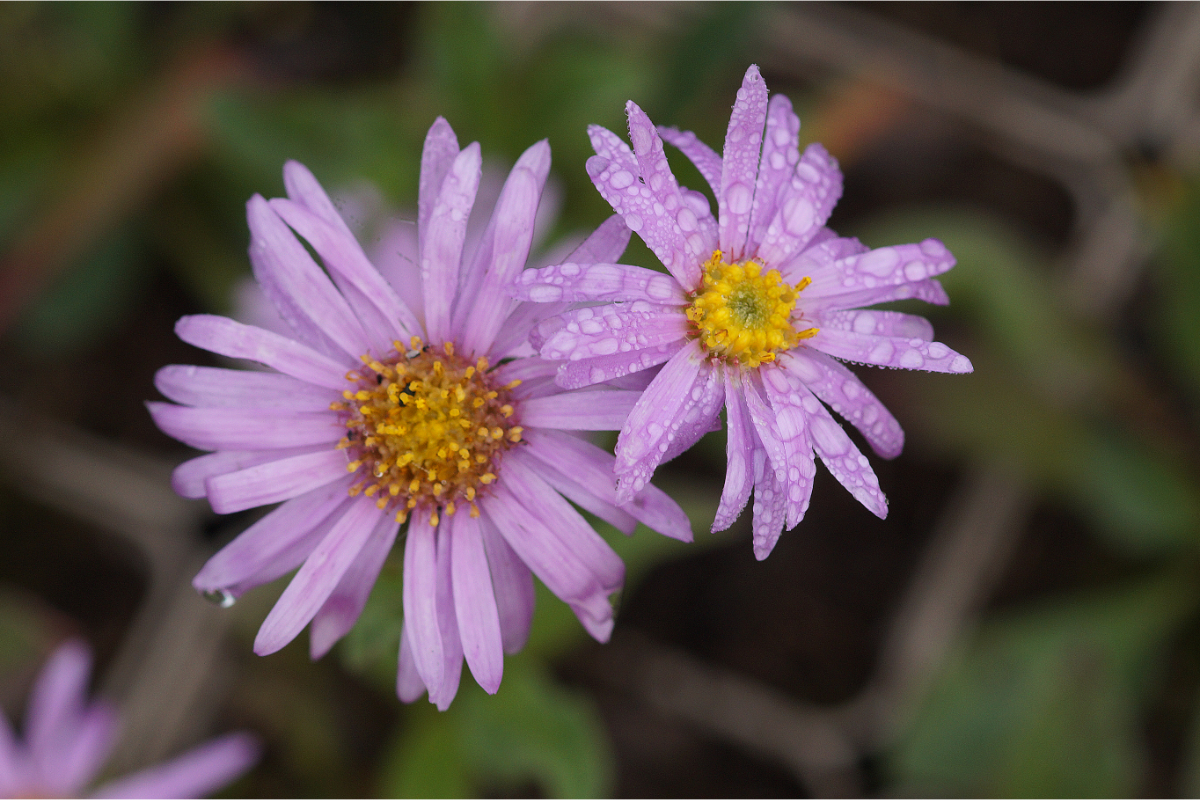 Aster amellus 'Rosa Erfüllung'